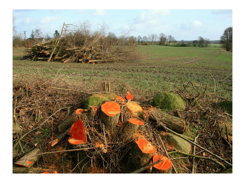 complete-hedge-removal-tv