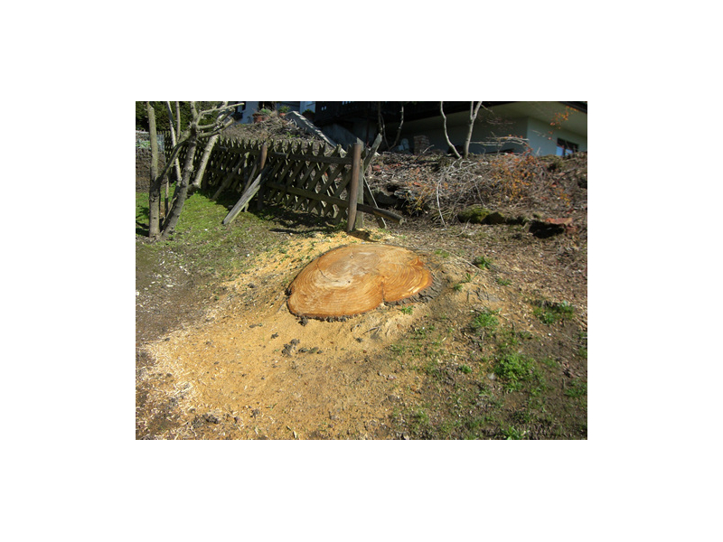 stump-grinding-2