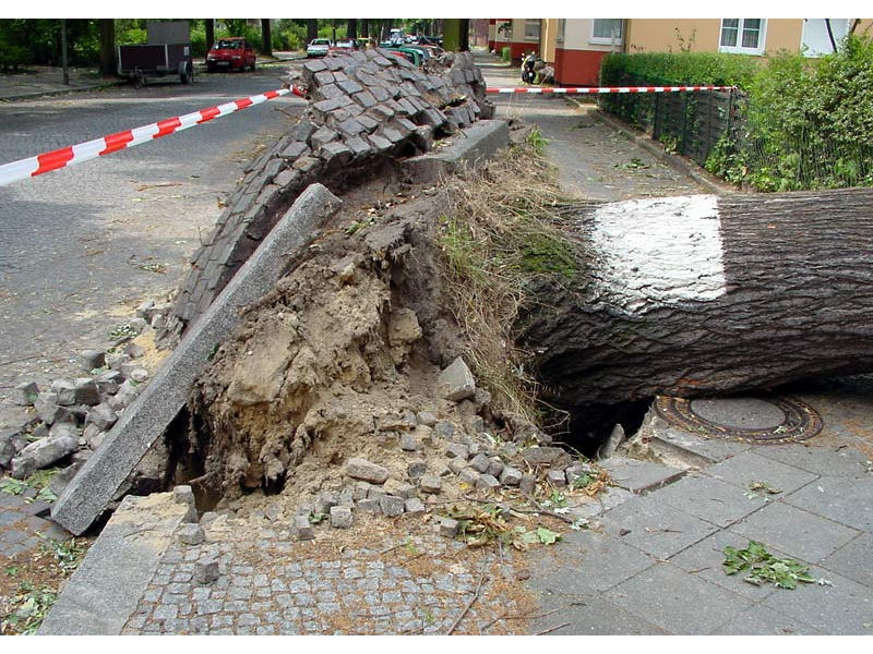 tree-hazards-2